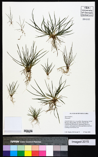 Poa trivialis image