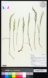 Poa trivialis image