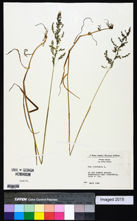 Poa trivialis image