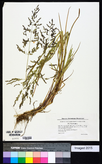 Poa trivialis image