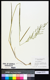 Poa trivialis image