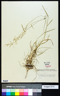 Poa trivialis image