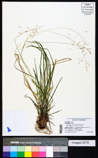 Poa wolfii image