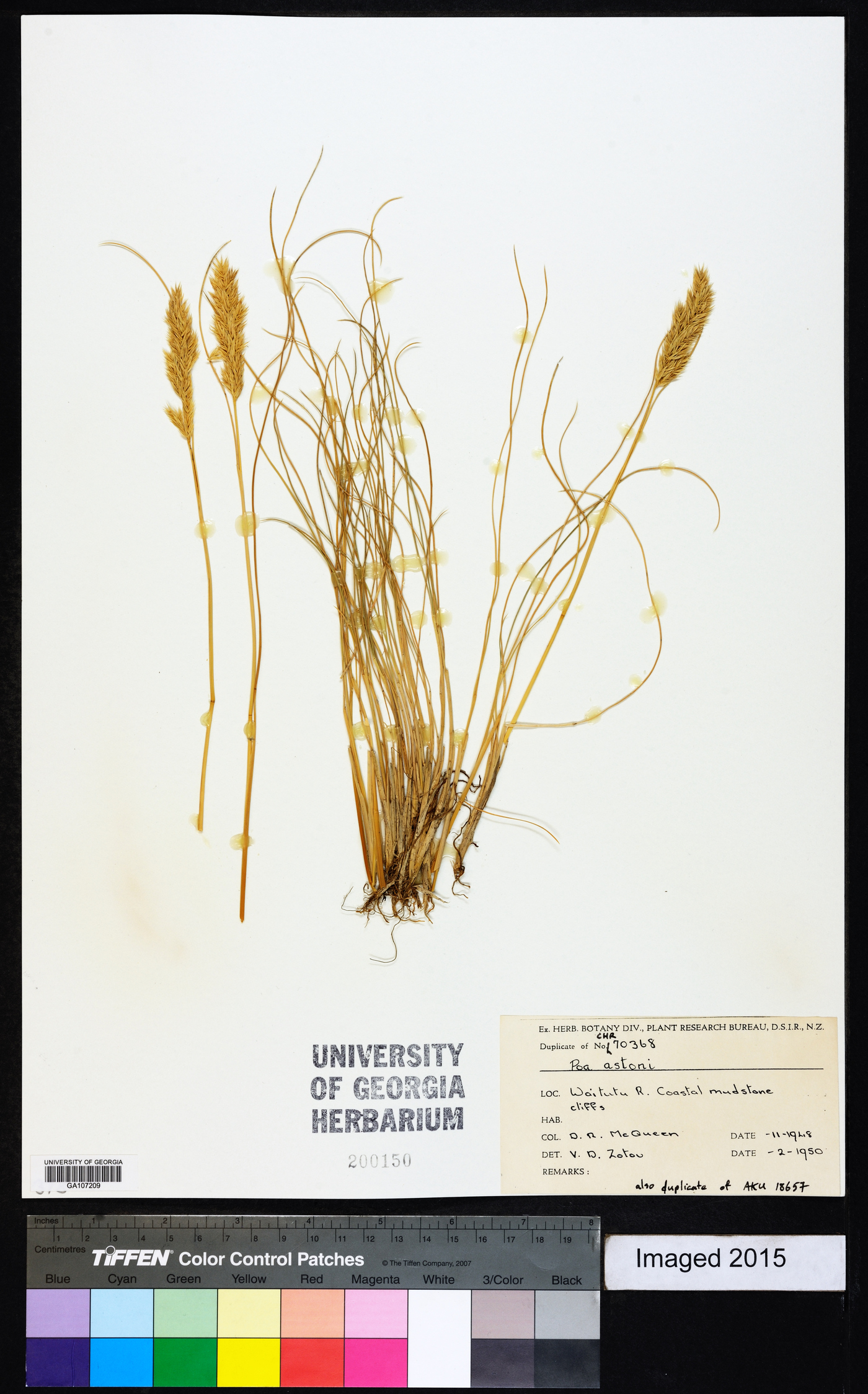 Poa astonii image