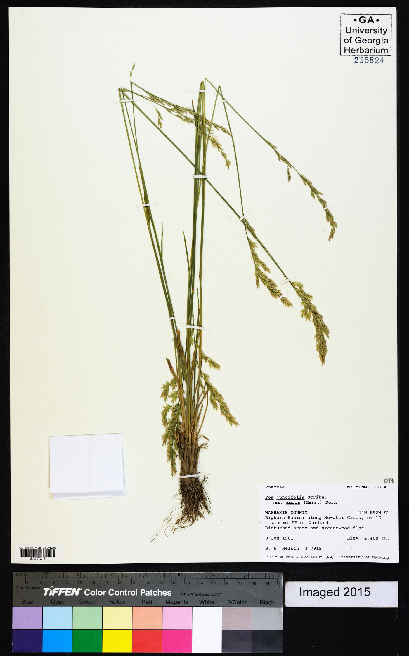 Poa secunda var. ampla image