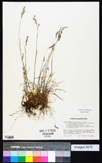 Poa cenisia image