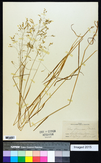 Poa flexuosa image