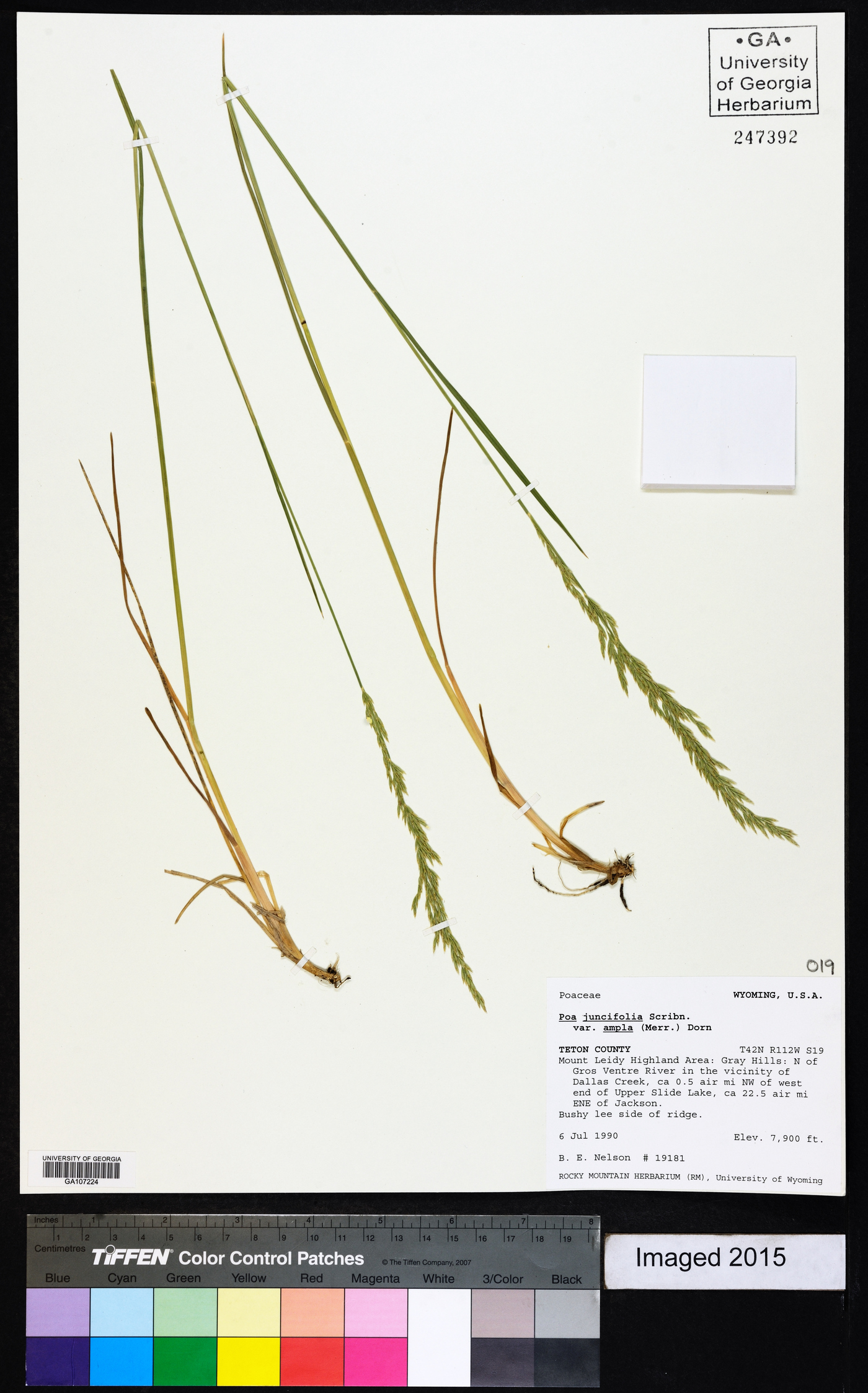 Poa secunda var. ampla image