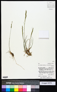 Poa secunda var. secunda image