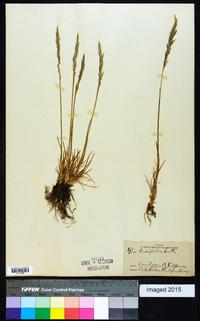 Eragrostis tenuifolia image