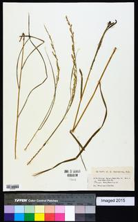 Glyceria melicaria image