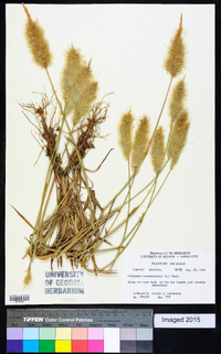 Polypogon monspeliensis image