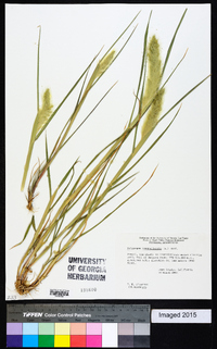 Polypogon monspeliensis image