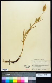 Polypogon monspeliensis image