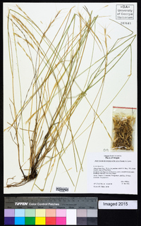 Pseudoroegneria spicata image