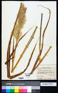 Saccharum alopecuroides image