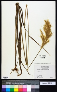 Saccharum alopecuroides image