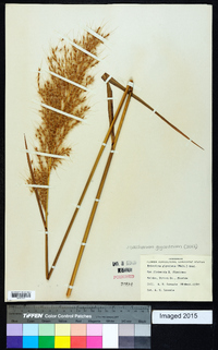 Saccharum giganteum image