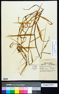 Sacciolepis striata image