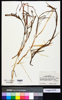 Schizachyrium maritimum image