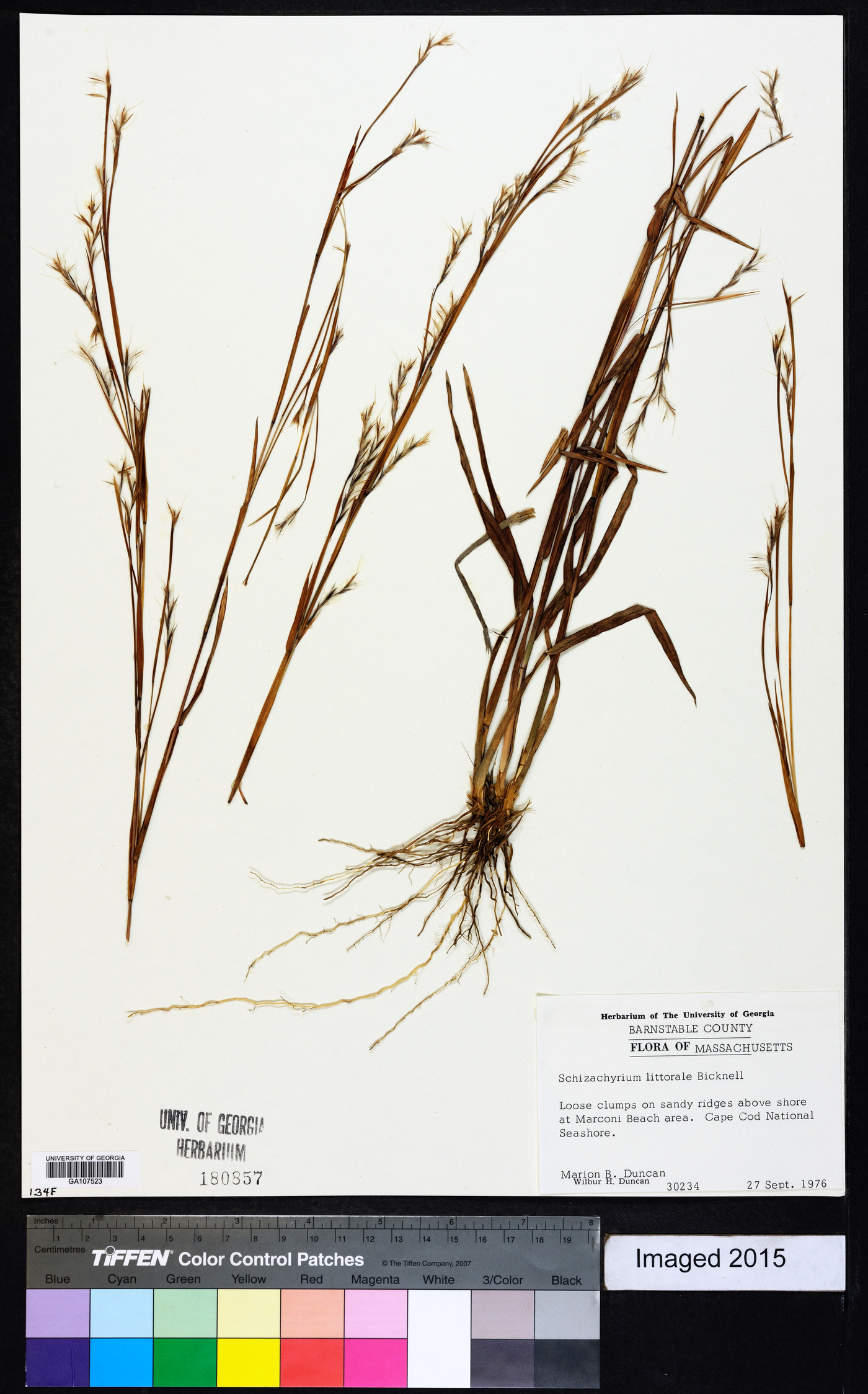 Schizachyrium littorale image