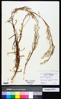 Schizachyrium maritimum image