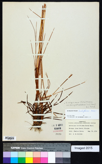 Schizachyrium sanguineum var. hirtiflorum image