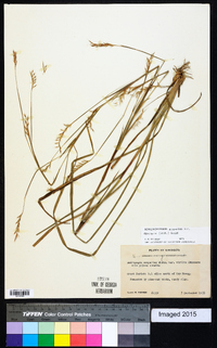 Schizachyrium scoparium var. divergens image