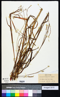 Schizachyrium scoparium var. divergens image