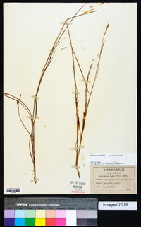 Schizachyrium semiberbe image