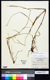 Schizachyrium semiberbe image