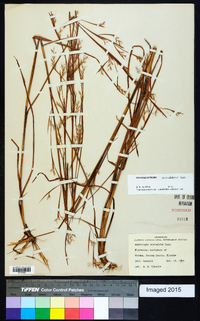 Schizachyrium stoloniferum image