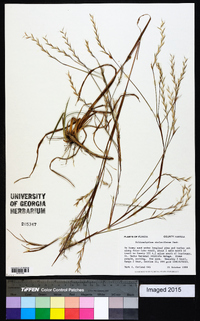 Schizachyrium stoloniferum image