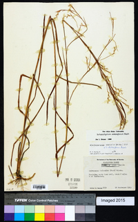 Schizachyrium stoloniferum image