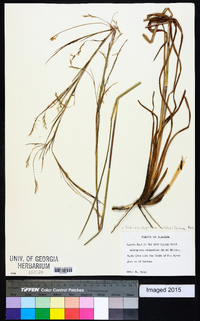 Schizachyrium stoloniferum image