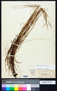 Schizachyrium tenerum image