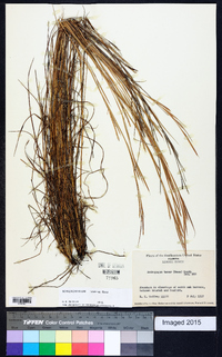 Schizachyrium tenerum image