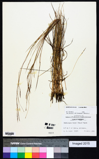 Schizachyrium tenerum image