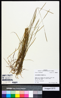 Schizachyrium tenerum image