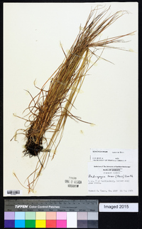 Schizachyrium tenerum image