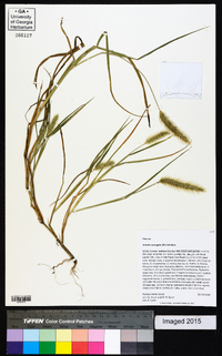 Setaria corrugata image