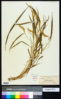 Setaria corrugata image