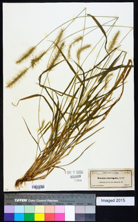 Setaria corrugata image