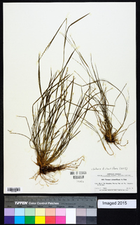 Image of Setaria distantiflora