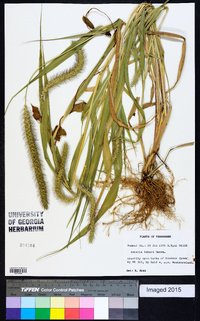 Setaria faberi image