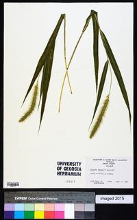 Setaria faberi image