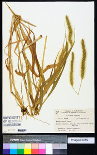 Setaria faberi image