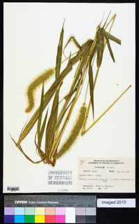 Setaria faberi image