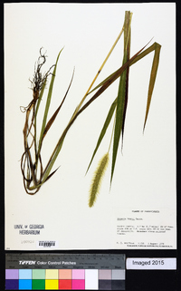 Setaria faberi image