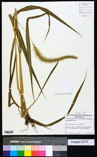 Setaria faberi image